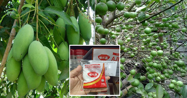 DIY Baja Dari Serbuk MSG Supaya Pokok Berbunga, Berbuah Lebat & Besar