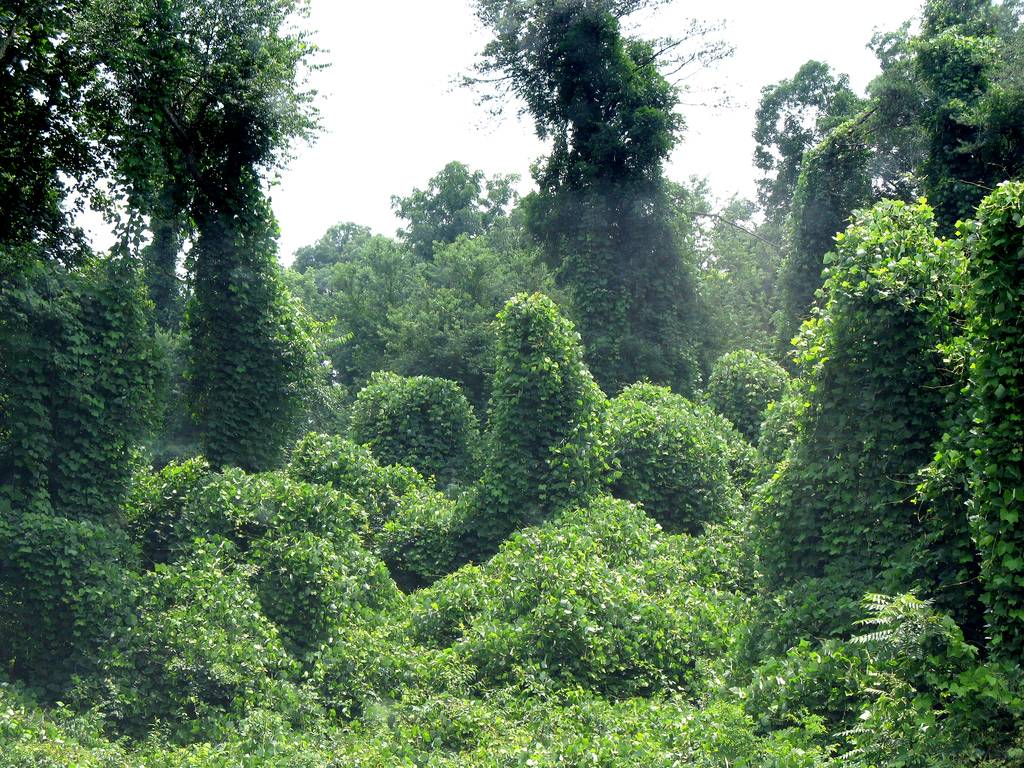 kudzu+6