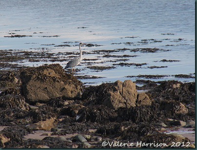 48-heron