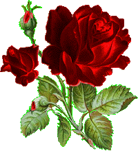 Roses R Really Red!!!