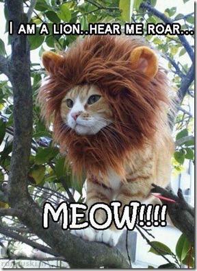 lion (3)