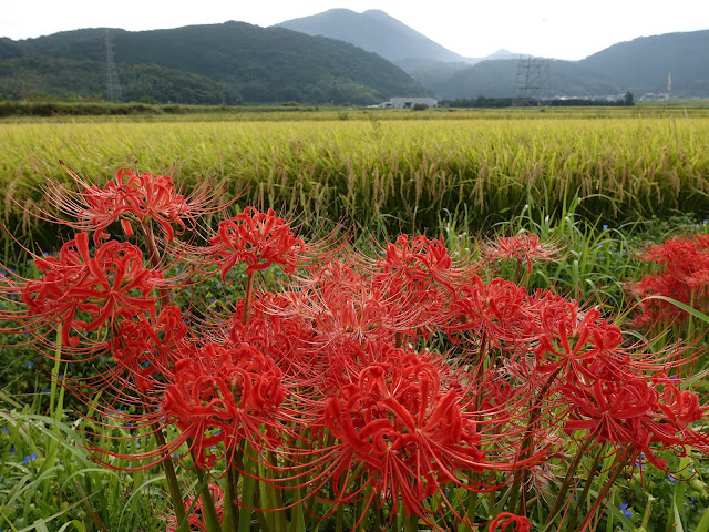 田畑の脇に生えたヒガンバナ（彼岸花）