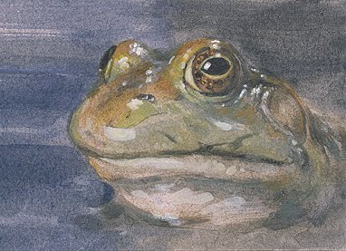 frog aceo painting