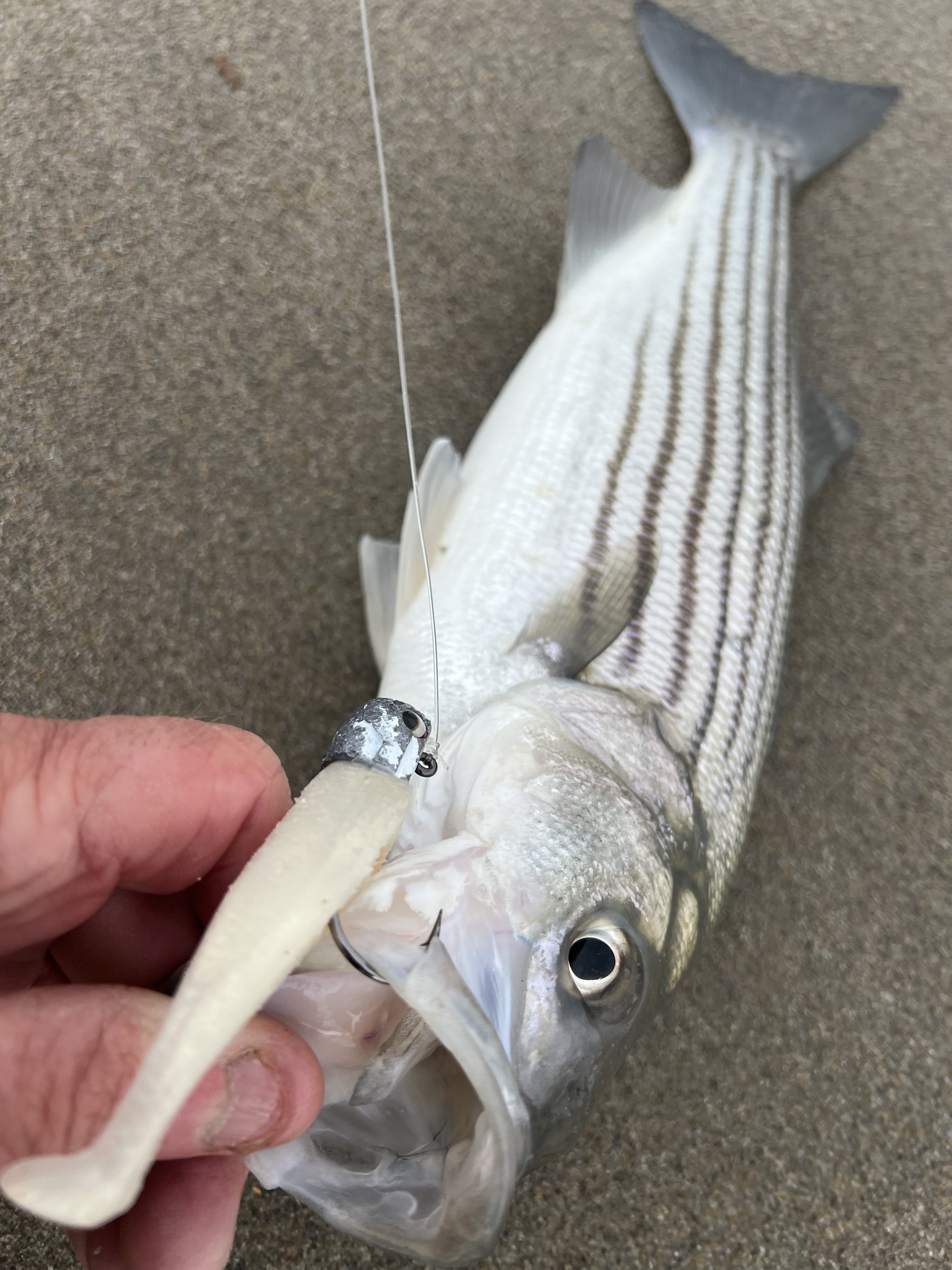 Rhode Island Striped Bass: No Live Bait Needed (NLBN) Lures Hot