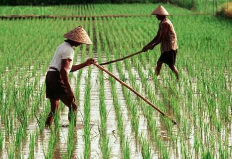 Siapakah Petani  Kita Blognya Kadir