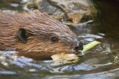 Beavers have Longer Days in Winter