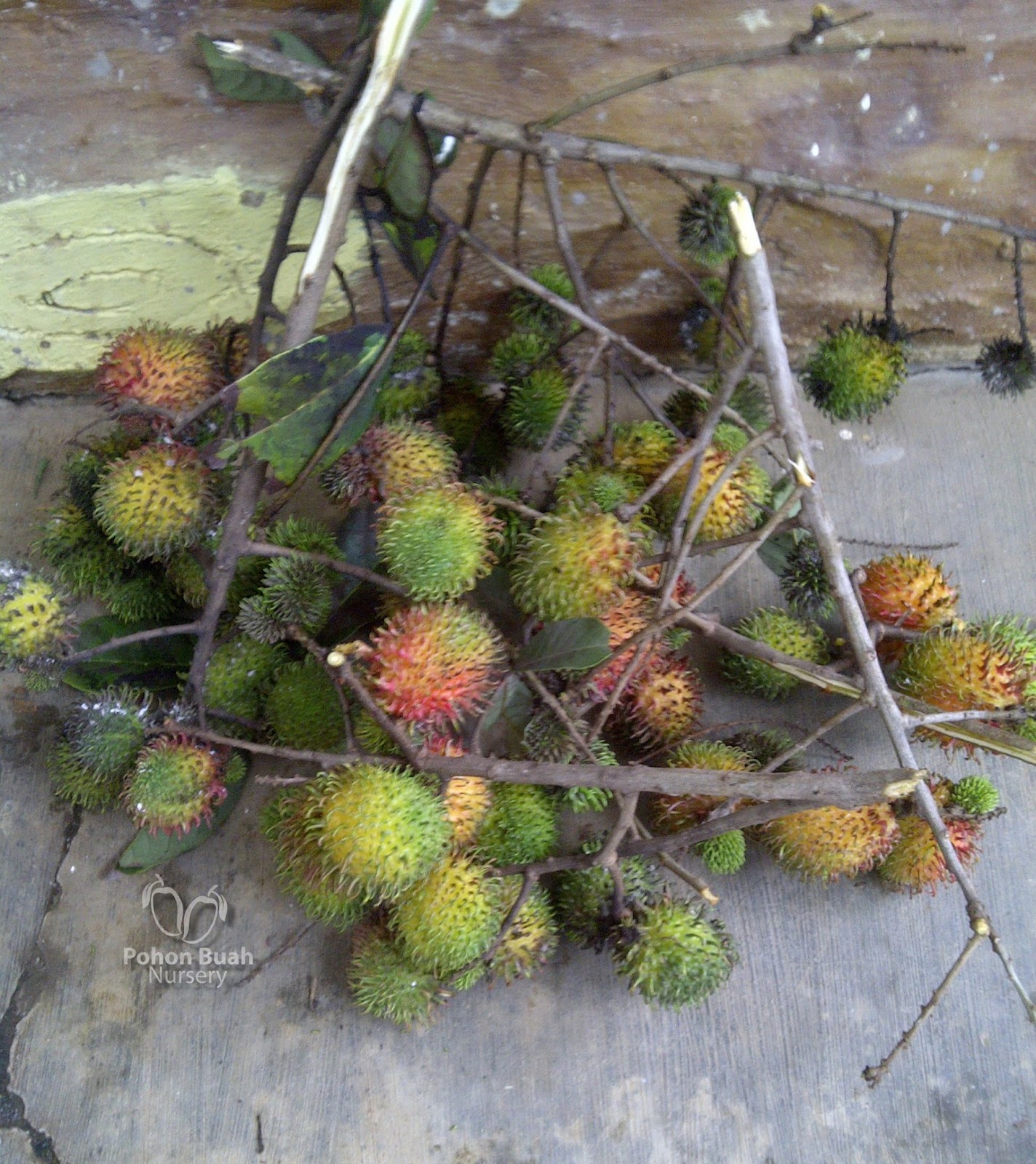 PBN Rambutan  Ace Rapiah