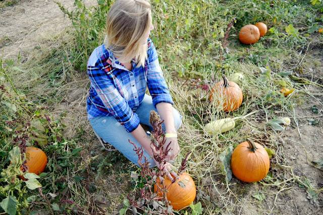 pumpkin patch 2