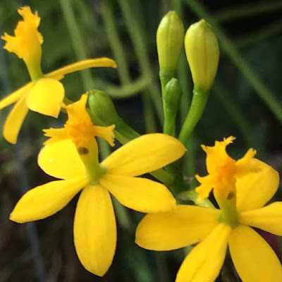 Epidendrum Yellow