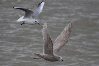 1st cycle 'argentatus' Herring Gull