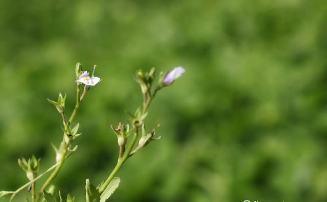 Mazus Japonicus Flowers Pictures