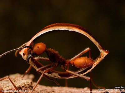 Cool Ant Wallpapers - Ant Pictures