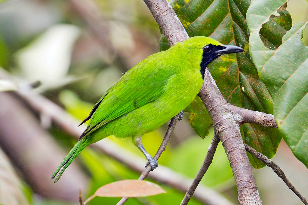 Kicau Mania Blitar: Update Harga Burung Wilayah 