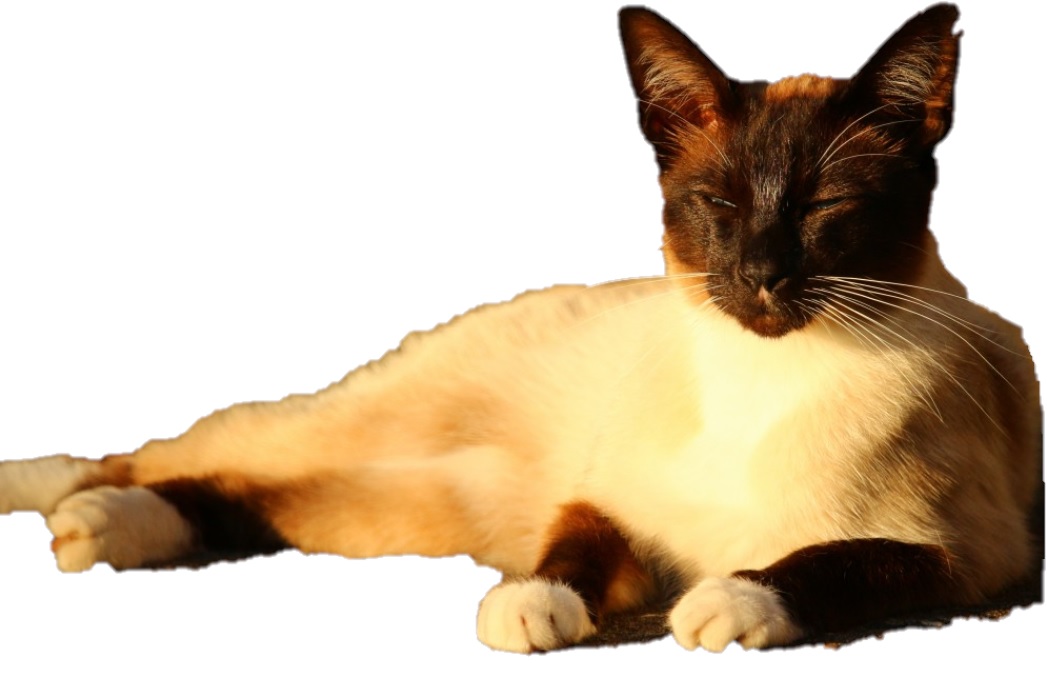 Tips Merawat Kucing Siam