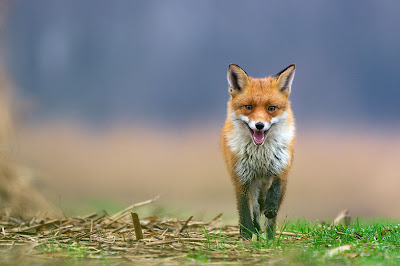 El paso del zorro - Fox