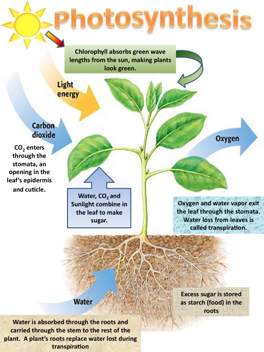 Seeking The Truth: Process Of Photosynthesis Begins In 