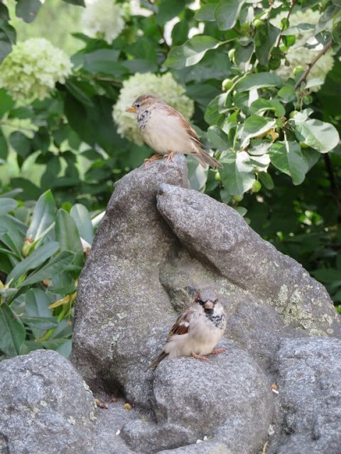 Aves na cidade de Estocolmo