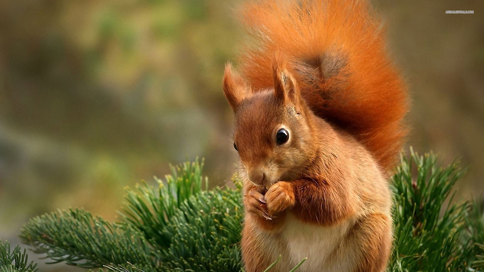 Funny Squirrels wallpaper for desktop |Funny Animal