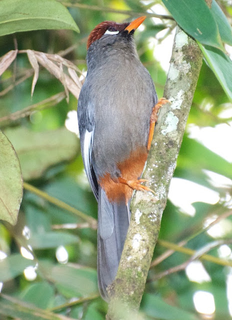 Chestnut-capped Laughingthrush (Ianthocincla mitrata)