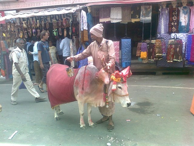 Pushkar camel festival