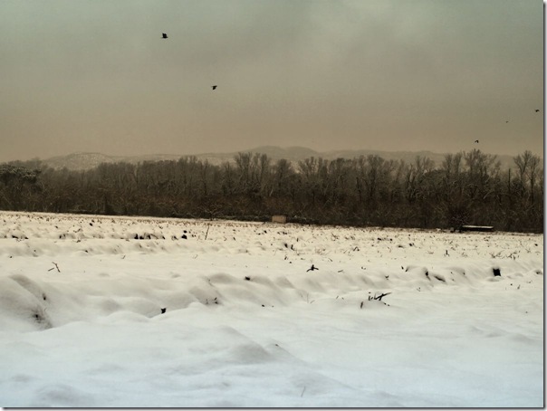 Nieve