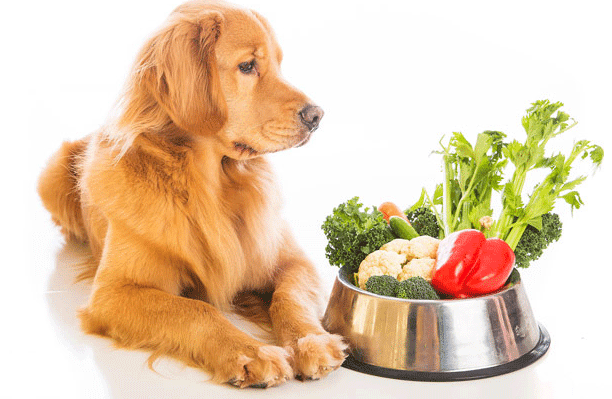 Can Dogs Eat Peppers? Is Peppers Safe For Dogs?