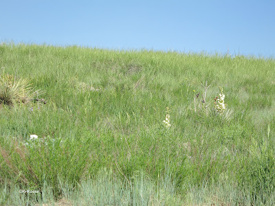 Colorado foothills grassland