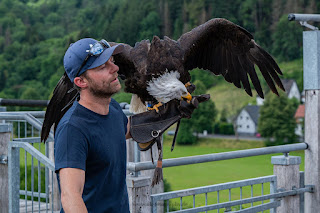 Naturfotografie Adlerwarte Berlebeck Seeadler Olaf Kerber