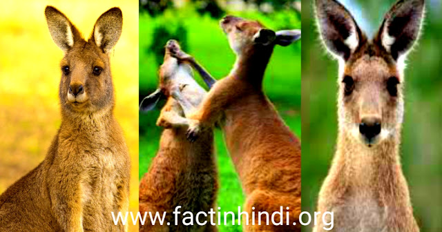 Wild Kangaroo facts in Hindi