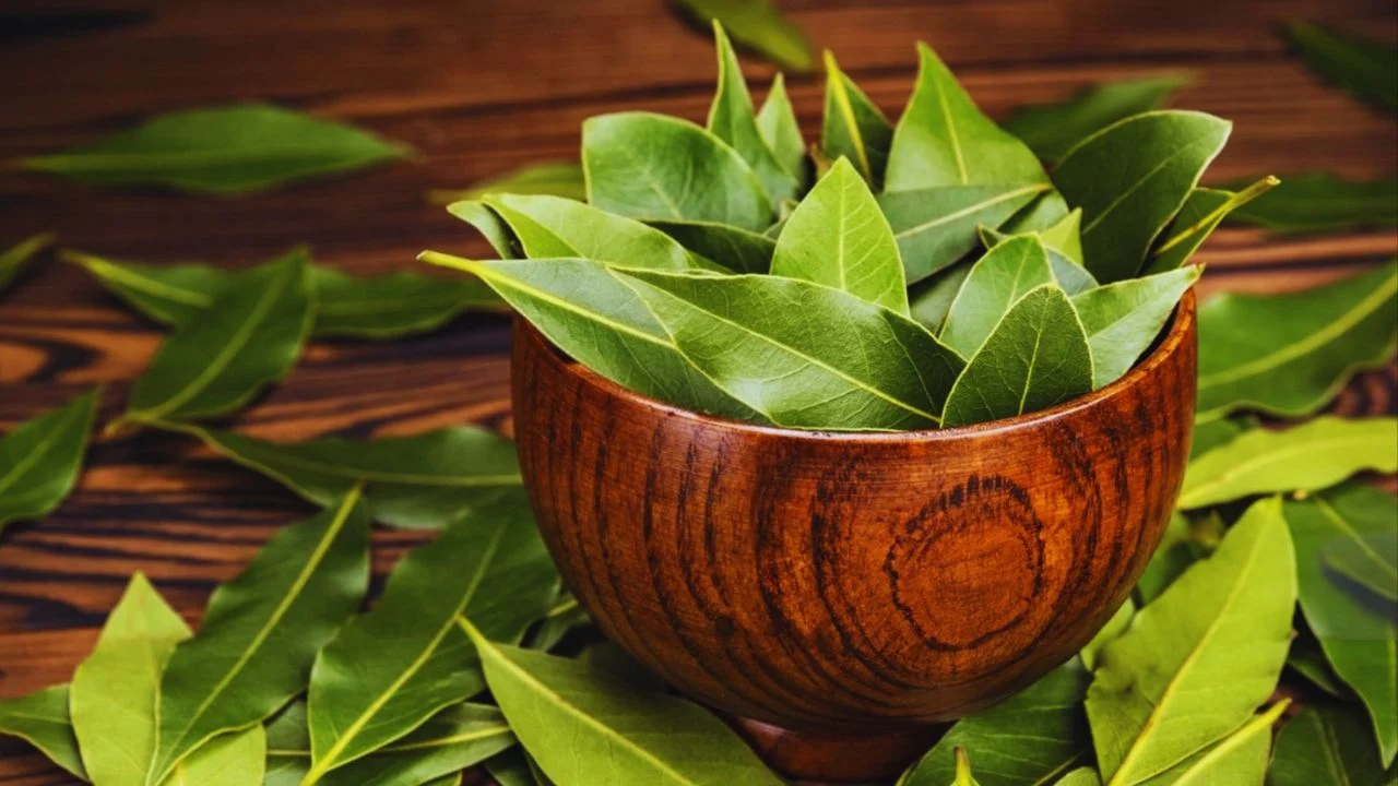 Bay Leaves Uses, Benefits, Species and Disadvantages/Side Effects