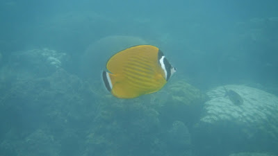 Koh Phangan pesce