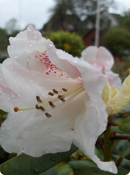 Rhododendron