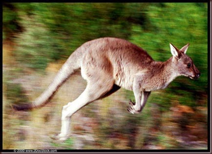 Amazing Animal Pictures Kangaroo (12)