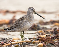 Long-billed Dowitcher – Morrow Strand State Beach – Oct. 28, 2008 – photo by Michael ‘Mike’ L. Baird