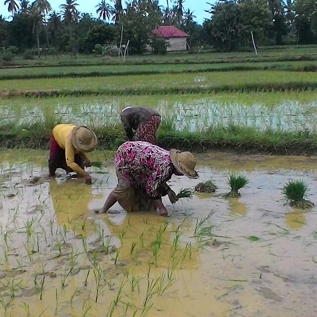 Ladang Demokrasi