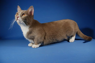 munchkin cat breed