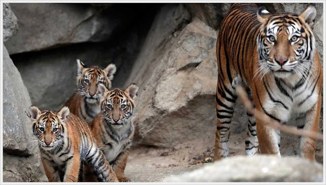 sumatran tiger cub in german