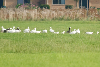 Sniegoes - Sneeuwgans - Chen caerulescens