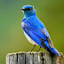 Blue Bird Wallpaper