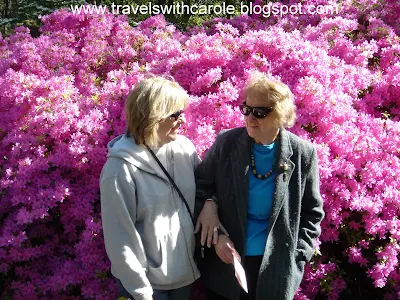 two women standing in front of a profusely blooming rhoddie in the Hendricks Park Rhododendron Garden in Eugene, Oregon