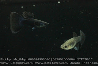 Guppy Black Moskow