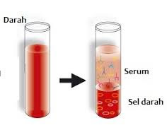 Blood serum.