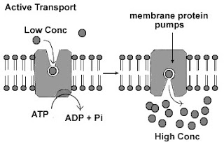 Active Transport