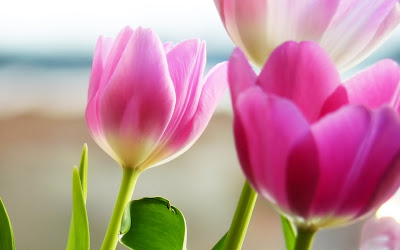 Beautiful Pink Tulips Flowers 3D Widescreen Hd wallpapers