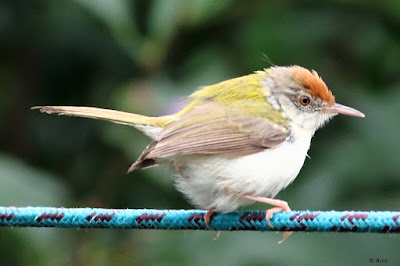 Common Tailorbird