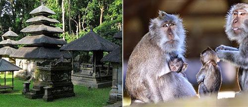 Alas Kedaton Monkey Forest and Alas Kedaton Temple Bali, Indonesia - Tabanan Bali Places of Interest