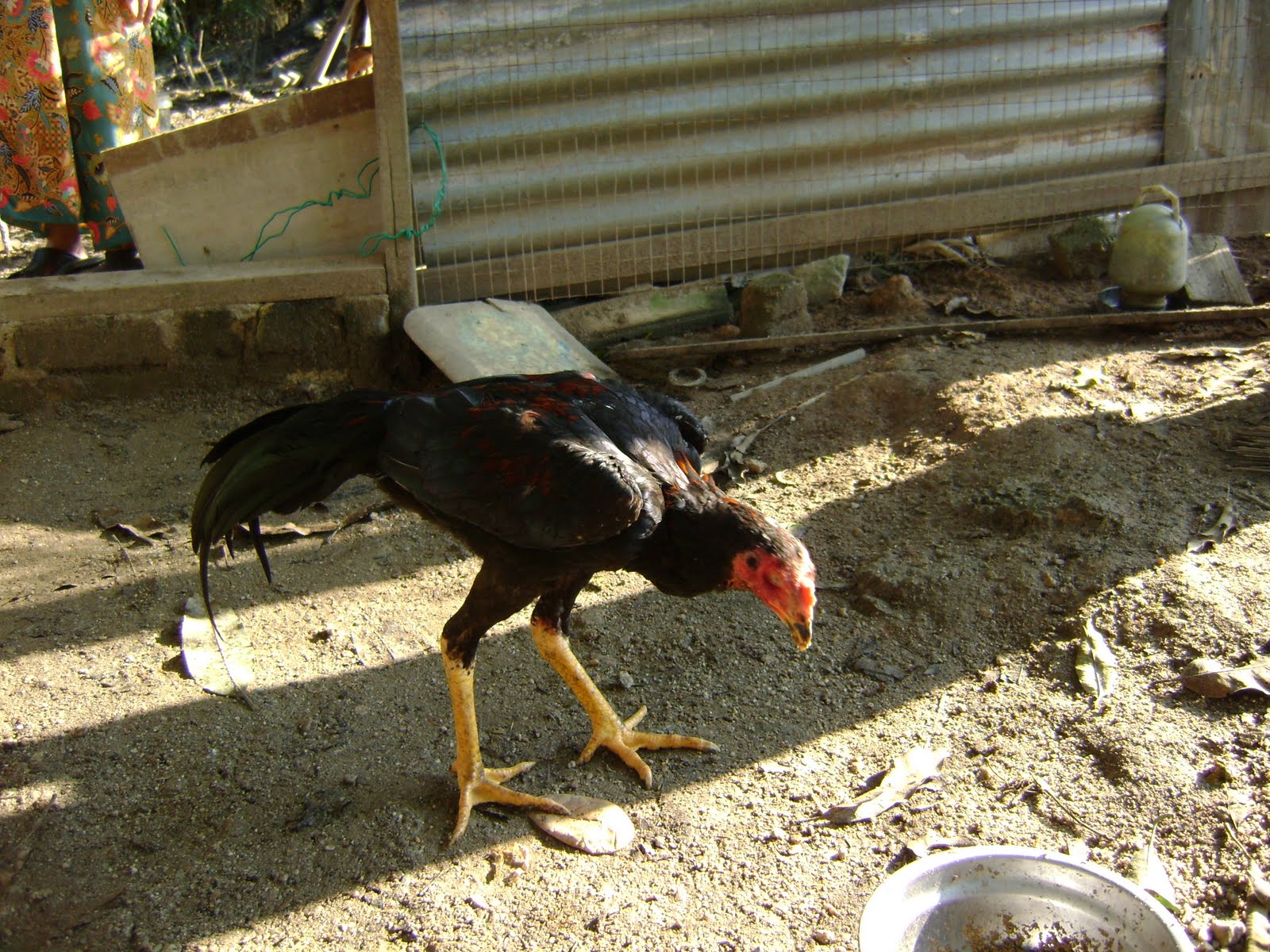 100 Gambar Ayam Laga Yasminroohi