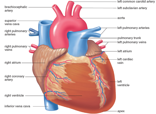 Difference Between Artery And Vein