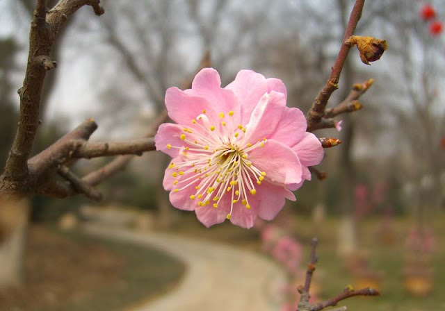 Plum Flowers