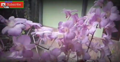 media tanam,bungaanggrek,anggrek bulan,anggrek dendrobium,ciri-ciri bunga anggrek dendrobium,harga bunga anggrek,pupuk,